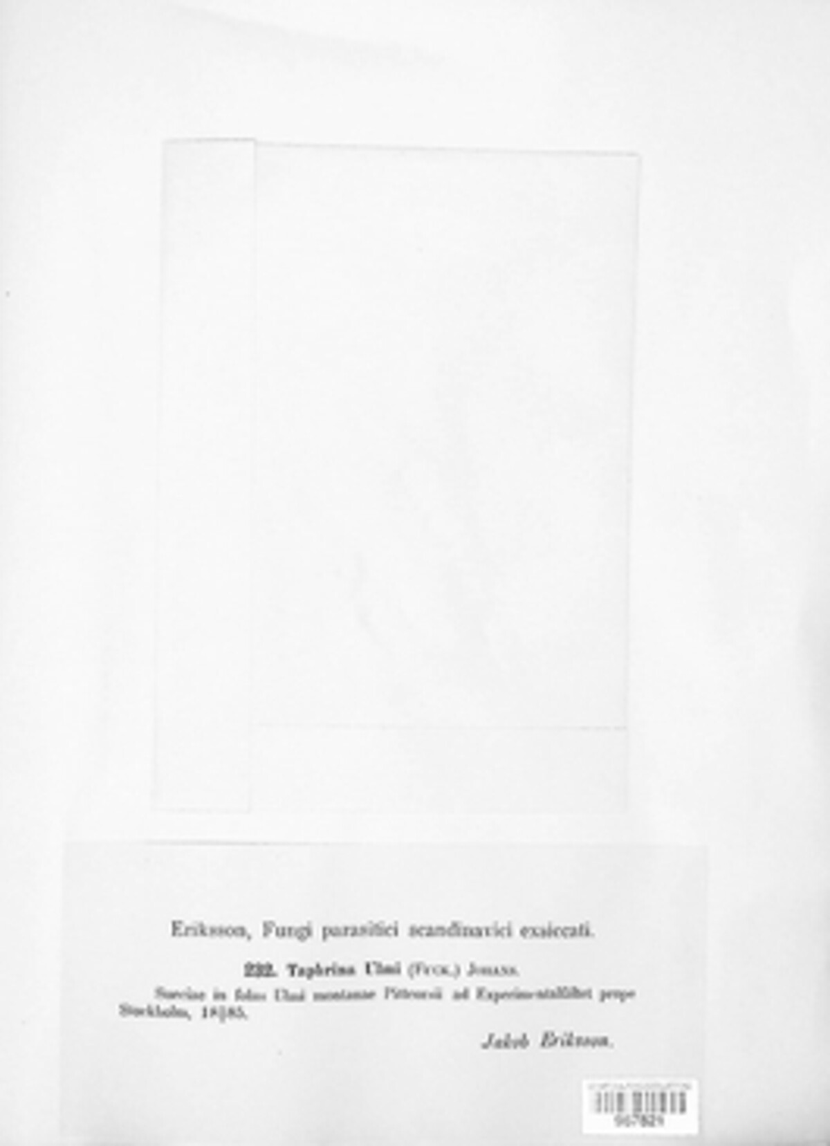 Taphrina ulmi image
